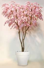 Cherry Blossom Tree  Pink 